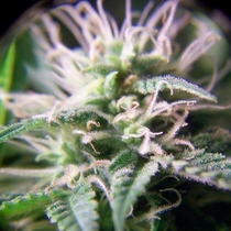 Purple Maroc (Female Seeds) Cannabis Seeds