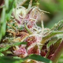 Red Purps (Female Seeds) Cannabis Seeds