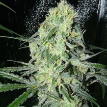 SexBud (Female Seeds) Cannabis Seeds