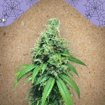 White Widow X Big Bud (Female Seeds) Cannabis Seeds
