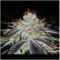 Alien Abduction (Flavour Chasers Seeds) Cannabis Seeds