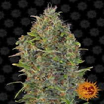 Auto Critical Kush (Barneys Farm Seeds) Cannabis Seeds