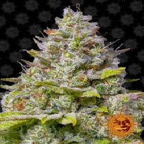 Blue Gelato 41 (Barneys Farm Seeds) Cannabis Seeds