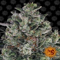 Glookies (Barneys Farm Seeds) Cannabis Seeds