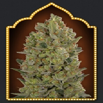 00 Cheese (00 Seeds) Cannabis Seeds