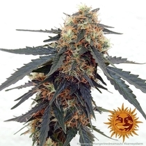 Tangerine Dream Auto (Barneys Farm Seeds) Cannabis Seeds