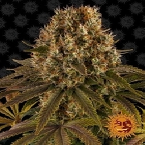 Strawberry Lemonade (Barneys Farm Seeds) Cannabis Seeds