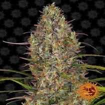 Glue Gelato Auto (Barneys Farm Seeds) Cannabis Seeds