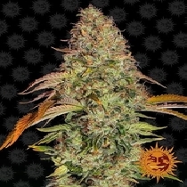 Zkittlez OG Auto (Barneys Farm Seeds) Cannabis Seeds