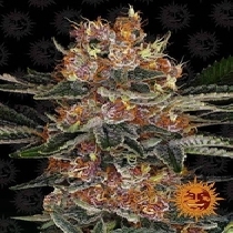 Purple Punch Auto (Barneys Farm Seeds) Cannabis Seeds