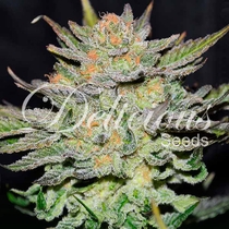 Auto Blue Ace CBD (Delicious Seeds) Cannabis Seeds