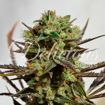 Candy (Delicious Seeds) Cannabis Seeds