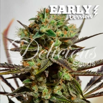 Candy Early Version (Delicious Seeds) Cannabis Seeds