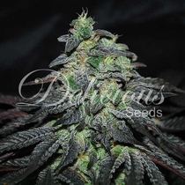 Golosa (Delicious Seeds) Cannabis Seeds