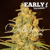 Critical Sensi Star Early Version (Delicious Seeds) Cannabis Seeds