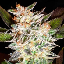 Candy Auto (Delicious Seeds) Cannabis Seeds