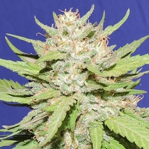 Wedding Cake (Original Sensible Seeds) Cannabis Seeds
