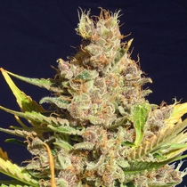 Alien Gorilla (Original Sensible Seeds) Cannabis Seeds