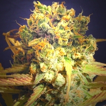 Dr Bruce Banner (Original Sensible Seeds) Cannabis Seeds