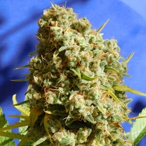 Bruce Banner #3 Fast (Original Sensible Seeds) Cannabis Seeds