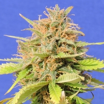 Girl Scout Cookies Auto (Original Sensible Seeds) Cannabis Seeds
