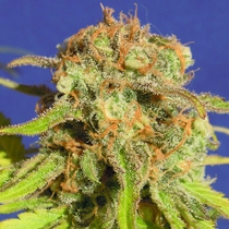 Auto Bruce Banner #3 (Original Sensible Seeds) Cannabis Seeds