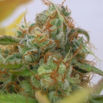 Auto Gorilla Glue #4 (Original Sensible Seeds) Cannabis Seeds