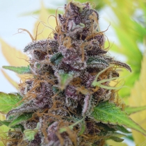 Auto Gelato (Original Sensible Seeds) Cannabis Seeds