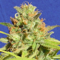 Auto Zkittlez (Original Sensible Seeds) Cannabis Seeds