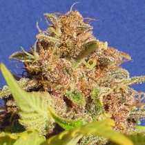 Auto Wedding Cake (Original Sensible Seeds) Cannabis Seeds