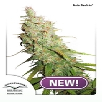 Auto Desfran (Dutch Passion Seeds) Cannabis Seeds