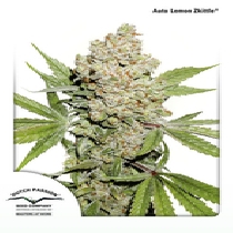 Auto Lemon Kix (aka lemon zkittlez) (Dutch Passion Seeds) Cannabis Seeds