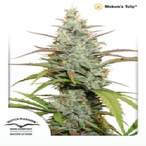 Mokum's Tulip (Dutch Passion Seeds) Cannabis Seeds