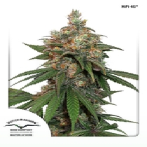 HiFi 4G (Dutch Passion Seeds) Cannabis Seeds