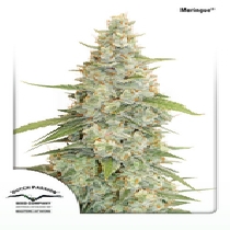 Meringue (Dutch Passion Seeds) Cannabis Seeds