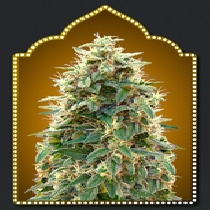 Auto Cheese (00 Seeds) Cannabis Seeds