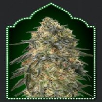 Gorilla (00 Seeds) Cannabis Seeds