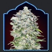 Auto 00 Kush (00 Seeds) Cannabis Seeds