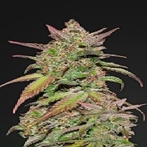 Smoothie Auto (Fast Buds Seeds) Cannabis Seeds