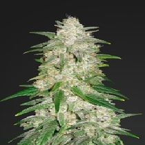 Gelato Auto (Fast Buds Seeds) Cannabis Seeds