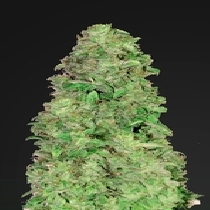 Auto CBD 20:1 (Fast Buds Seeds) Cannabis Seeds