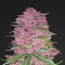 Purple Lemonade Auto (Fast Buds Seeds) Cannabis Seeds