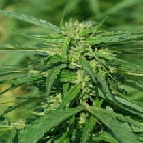  CBD Terra Italia 40:1 (Female Seeds) Cannabis Seeds