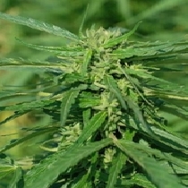 CBD Terra Italia 40:1 (Female Seeds) Cannabis Seeds