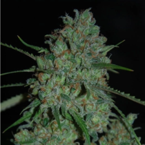Afghan Skunk (Expert Seeds) Cannabis Seeds
