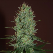 Amnesia Haze (Expert Seeds) Cannabis Seeds