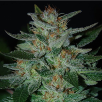 Blue Cheese (Expert Seeds) Cannabis Seeds