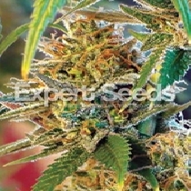 California Orange (Expert Seeds) Cannabis Seeds