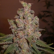 Cheese (Expert Seeds) Cannabis Seeds