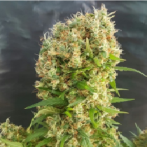 Chemdog Gorilla (Expert Seeds) Cannabis Seeds
